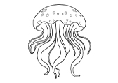 水母Jellyfish111321自然环境动物线稿-棱猫教学课件资源创作素材分享