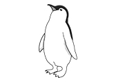 企鹅Penguin111611自然环境动物卡通-棱猫教学课件资源创作素材分享