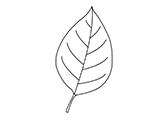 叶Leaf自然环境植物线稿-棱猫PPT课件创作素材资源分享