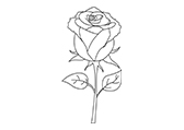 玫瑰Rose自然环境植物线稿-棱猫PPT课件创作素材资源分享