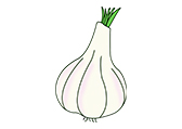 课堂教案设计素材资源分享-蒜Garlic人类生活水果食物卡通|棱猫